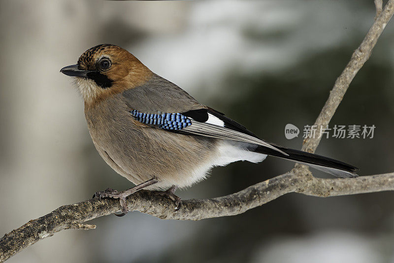 欧亚松鸦(Garrulus glandarius)是一种广泛分布于西欧、非洲西北部、亚洲东海岸和东南亚的鸟类。布兰蒂氏群有一个大的白色翅斑，淡红色头